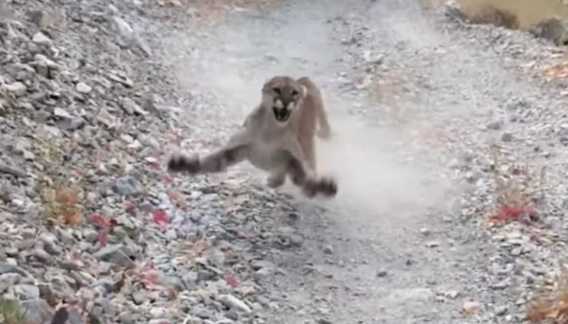 The young man endured his scariest encounter yet as an angry cougar mother stalked him for about six long minutes.