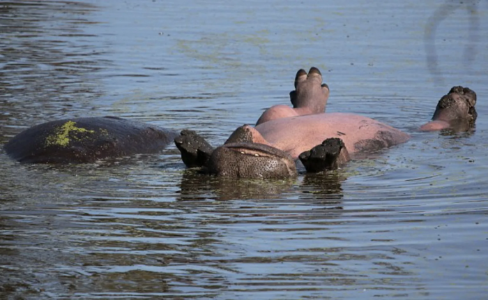 Everyone was astonished by the unusual scene, even Cilliers, who couldn't help but chuckle along with the others when she saw the hippo was only attempting to add a little tan to its belly.