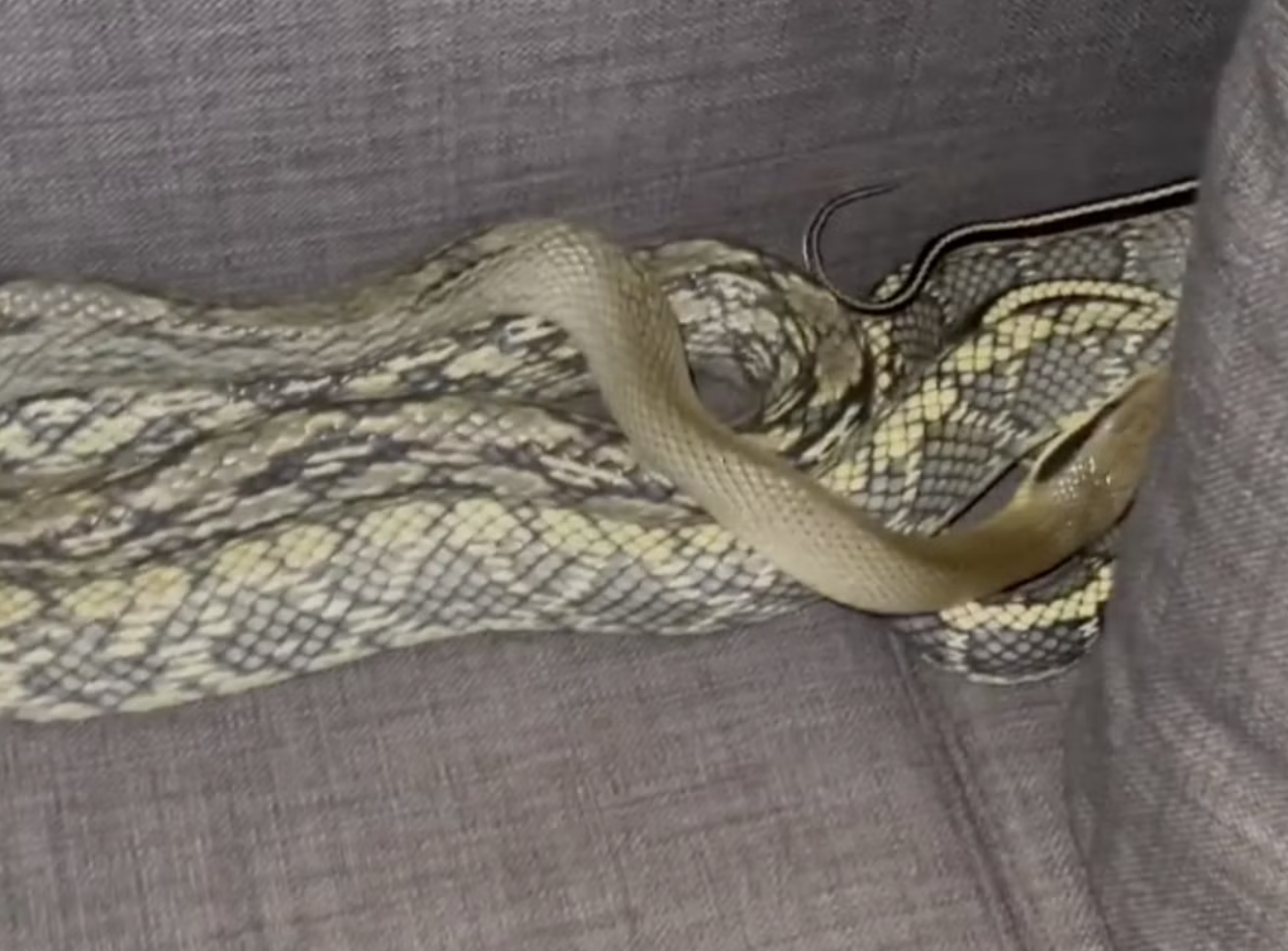 A Chula Vista resident discovered a rare snake hiding in their couch, surprising him instead of finding spare coins.
