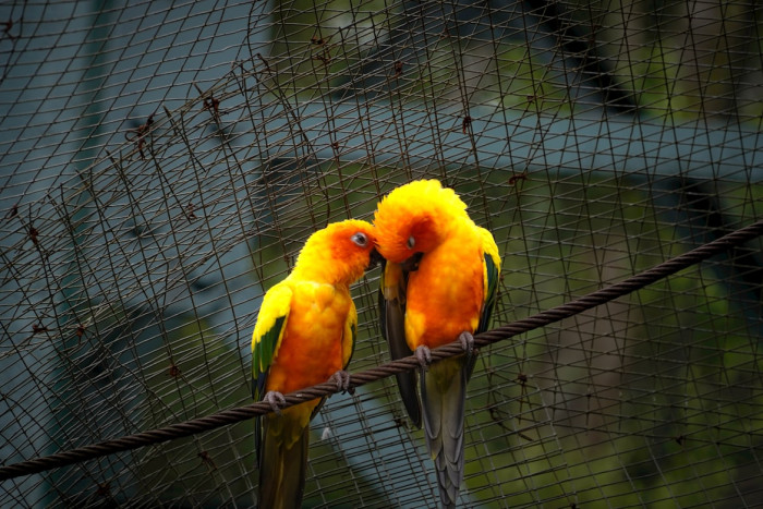 Bird Courtship Comes First