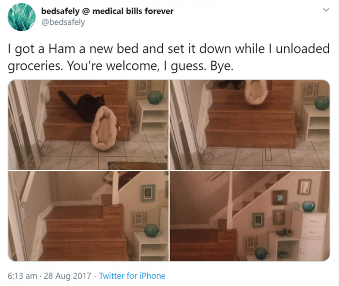 1. How did the cat know there was something for him?