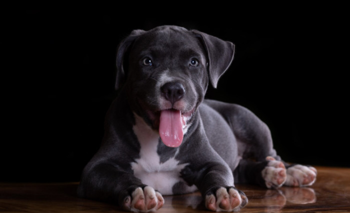 Unique Black Dog Names