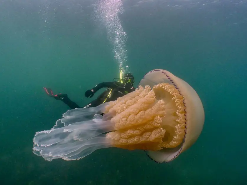 While diving, biologist Lizzie Daly encountered an enormous jellyfish.