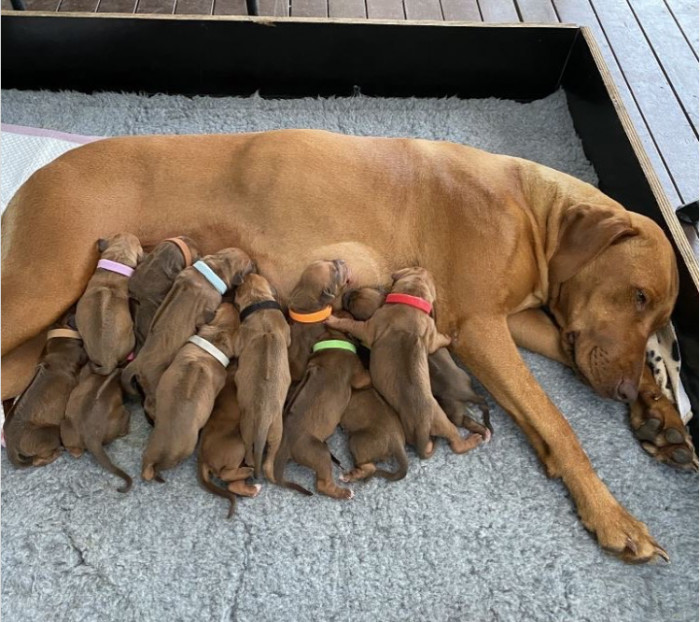 14. A baker's dozen of Ridgebacks