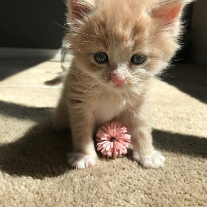 Monkey and Merissa clicked, and now they are happy