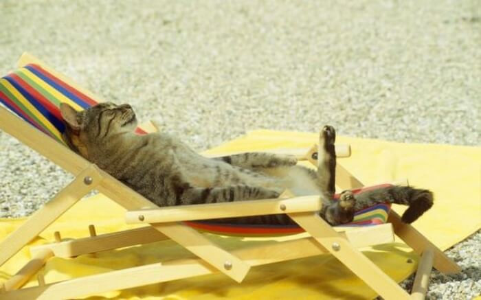 14. This cat is living its best life. Clearly we all need to take notes because this is ultimate relaxation.