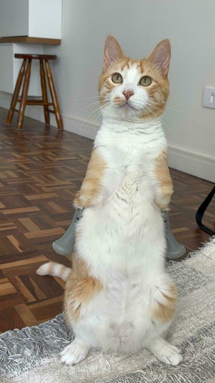 "My Little Two-Legged Athlete 🧡"