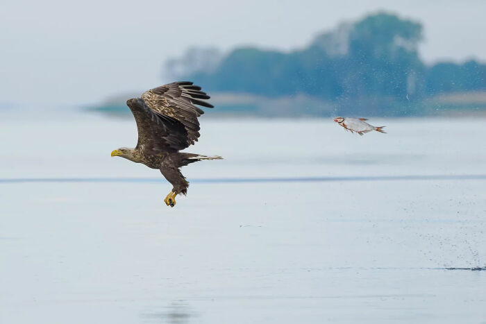 White-Tailed Eagle Captured By Przemyslaw Jakubczyk