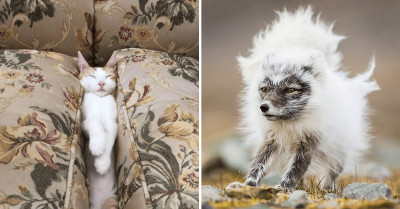 20 Pictures Of Hilarious Furballs And Wondrous Wild Creatures