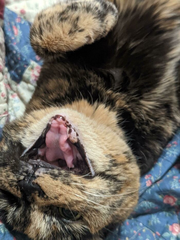 28. Toothless at 14. Yet still loud.