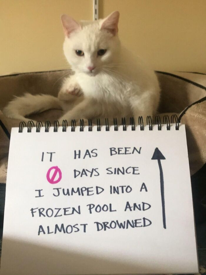 "Cat-Shaming Has Become A Frequent Occurrence"
