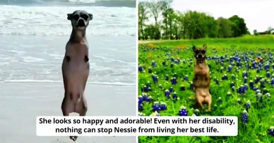 Disabled Dog Begs For A Second Chance At Life After Being Rejected For Eight Years