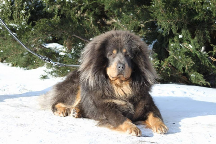 1. Tibetan Mastiff