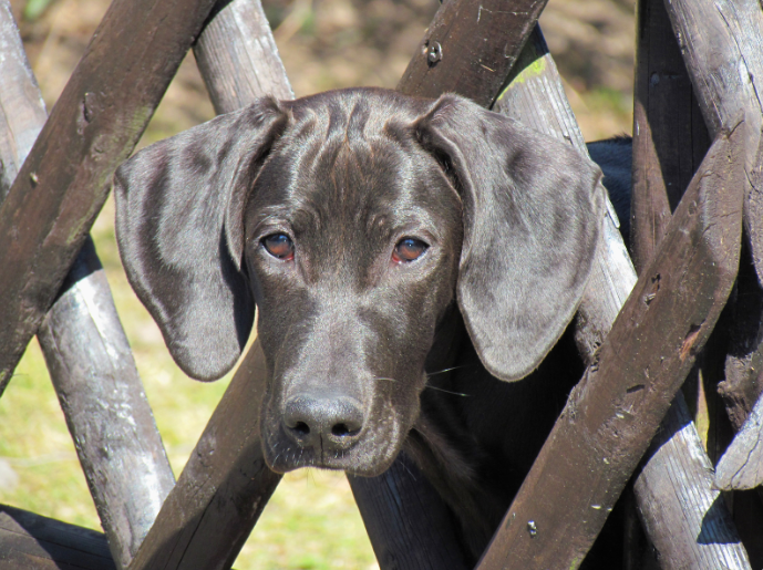 Most localities consider the owner responsible for the dog attack.