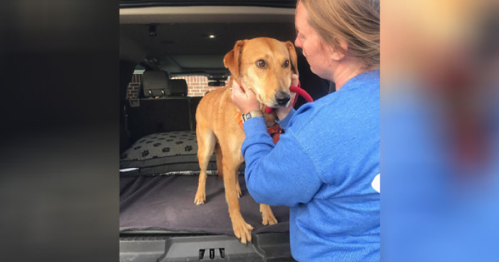 Acorn had been under the care of the Outer Banks SPCA, located in North Carolina for 633 days
