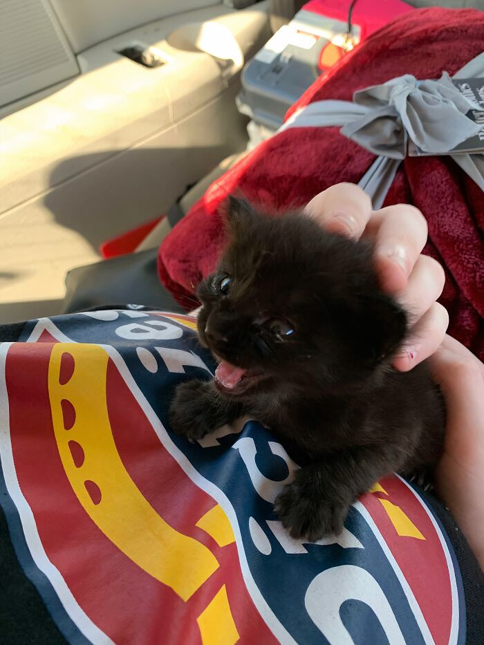 "Rescued This Little Guy"