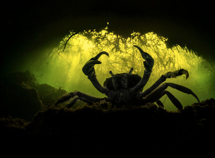 2nd Place Wildlife Photographer Of The Year 2022 - Martin Broen