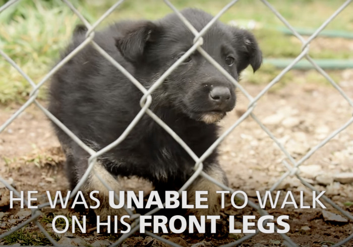 The pup was lying on the dirt, unable to walk when they found him