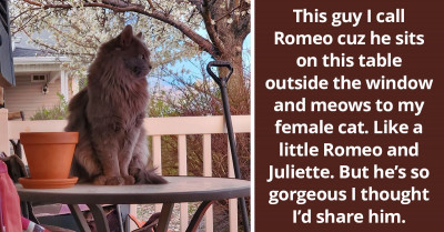 25 Bold Cats Who Are Guilty Of Home Invasions