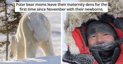 Brave Photographer Waits 117 Hours in Freezing Temperatures to Capture First Photos of Polar Bear Cubs Leaving Their Dens for the First Time