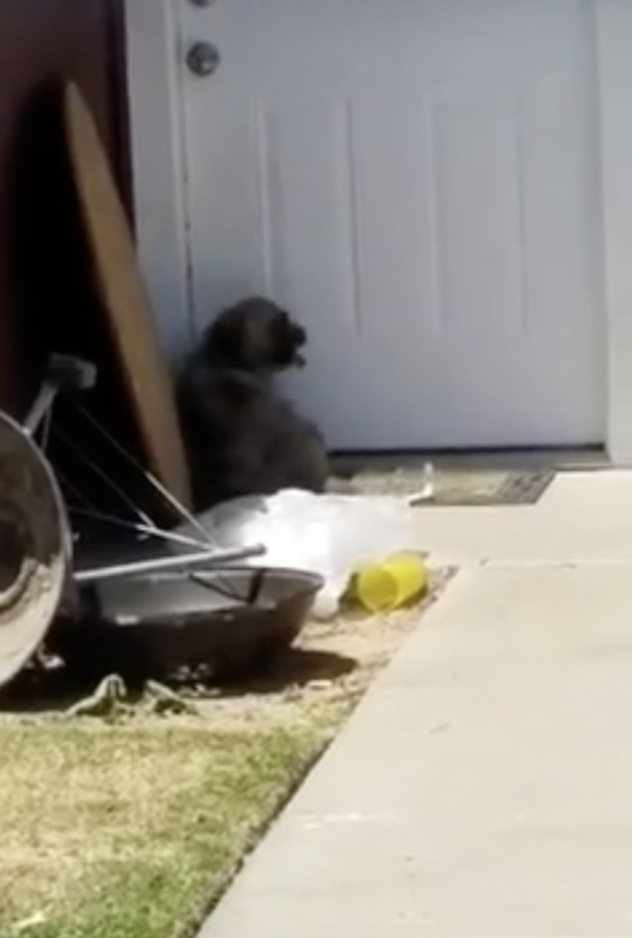The poor pup kept scratching at the door, waiting for his owners to let him in