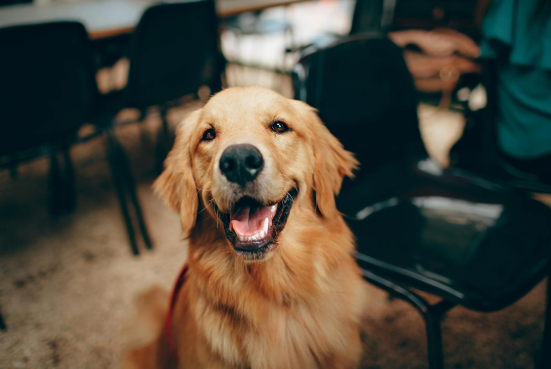 Dogs’ adorable “boof” sound wins over pet owners after viral video.