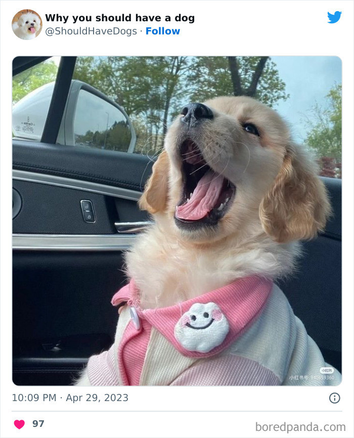 Dog sitting calmly with owner, relaxed expression, cozy home setting