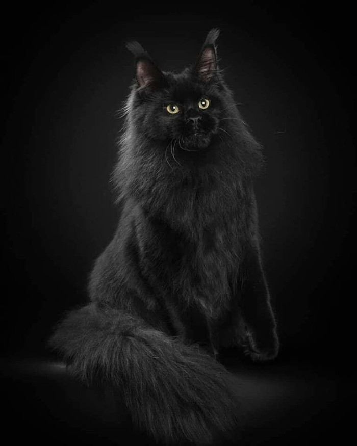 Can black smoke Maine Coons have white markings?