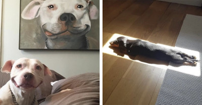 50 Heartwarming Photos Of 'Puppies in Random Situations' That Will Lift Your Spirits