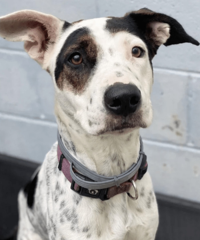 13. "6 weeks in her forever home."