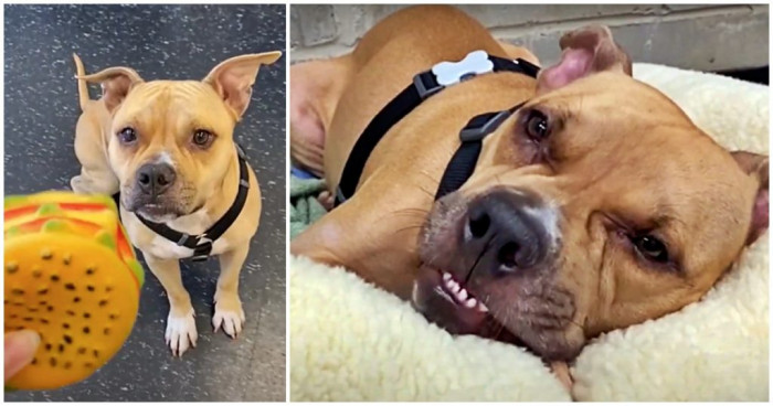 After long weeks of undergoing physical therapy, Romeo eventually found his way to recovery and miraculously began walking again! A month after he recovered, he was already up and running.