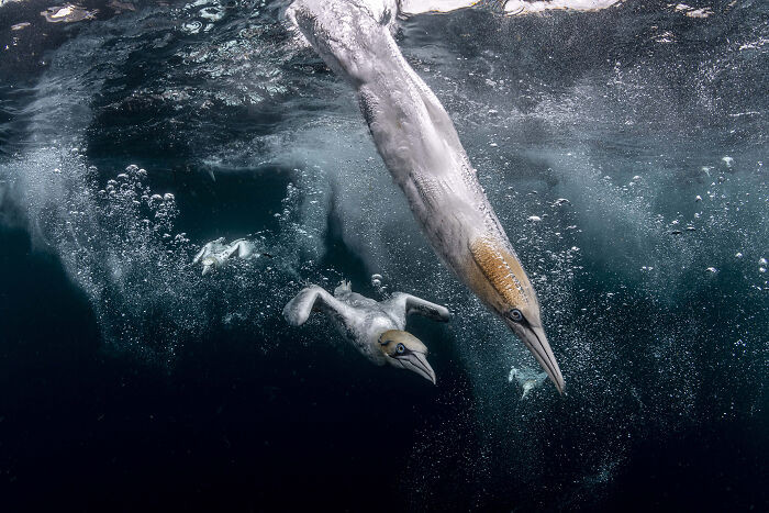 2nd Place The Ocean Photographer Of The Year 2021 - Henley Spiers