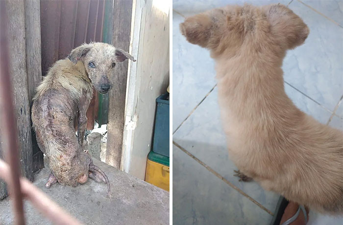 25. Xena When We Rescued Her From Her Monster Owner And Her Progress In A Bit