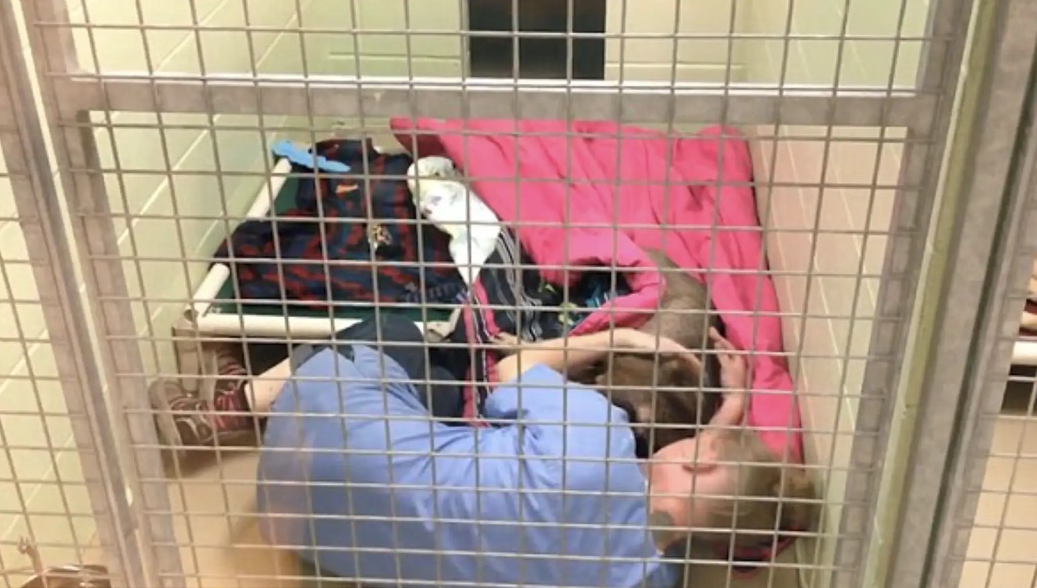 A Good Samaritan rescued the dogs and took them to the shelter just in time.