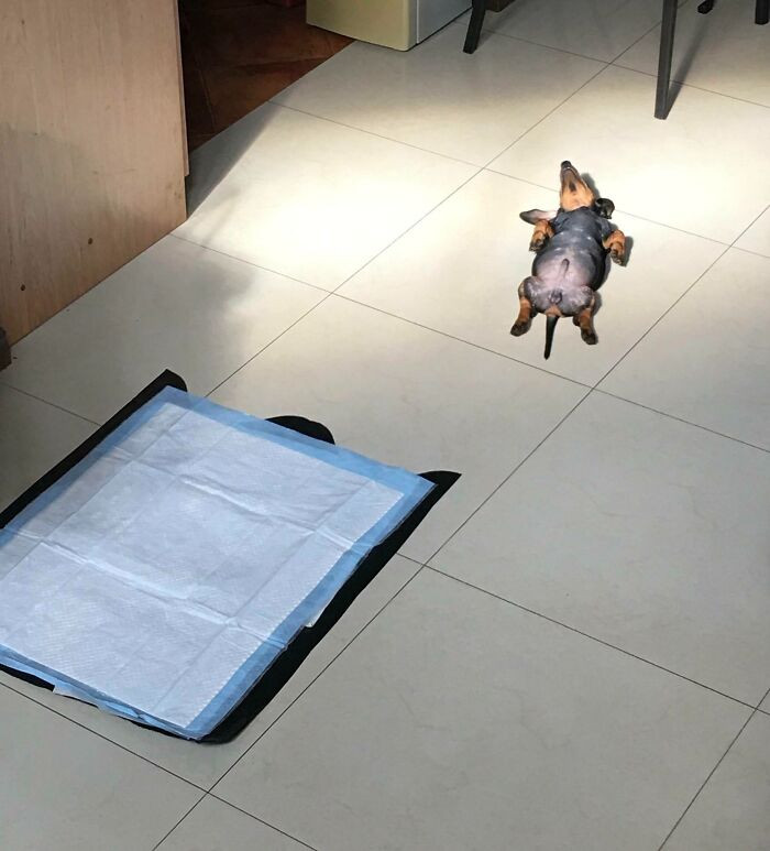 "Doxie Likes The Sun"