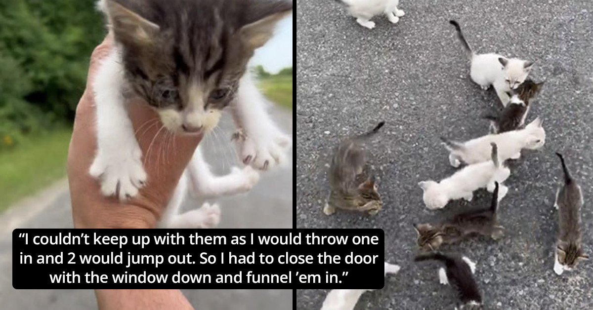 Man Gets Ambushed By An Army Of Kittens After Rescuing One On The Side Of The Road Ends Up