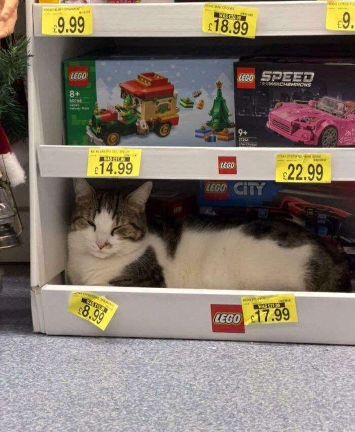 "Oscar Was Caught Sleeping On The Job, Disguised As LEGO. Management Not Happy"