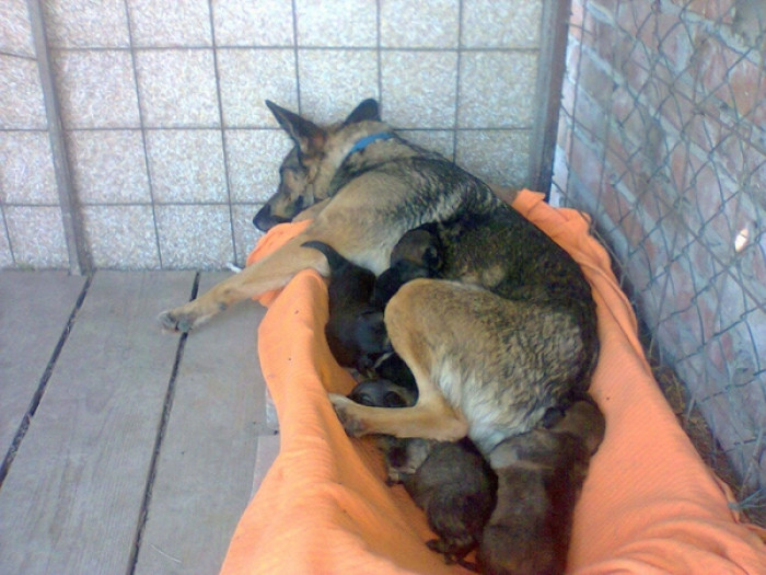 Having gained the dog's trust, Vesna welcomed the entire family into her home, providing them with solace and security away from the graveyard's chilling confines.