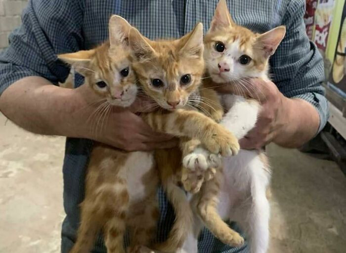 25. "My husband found these cuties at the warehouse and brought them home. We're adopting all 3 of them and making them part of our big, happy family!"