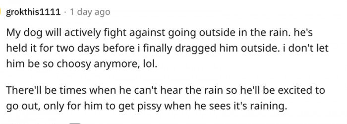 This dog prefers to be inside while it rains... Thank you for your understanding, hooman.