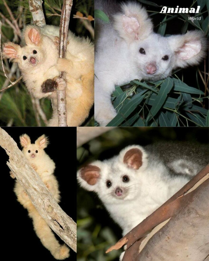 The Rare White Greater Glider (Petauroides Volans)