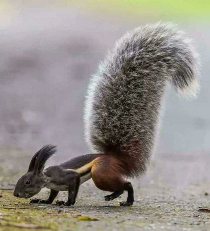 Tufted Ground Squirrel (Rheithrosciurus Macrotis)
