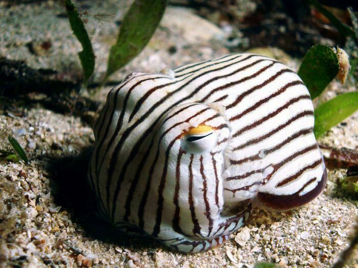 This is the striped pyjama squid, a small Indo-Pacific species found near Australia—cute to look at, but best left untouched.