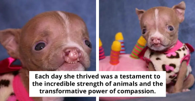 Special Needs Puppy Passes Away After A Brave Fight