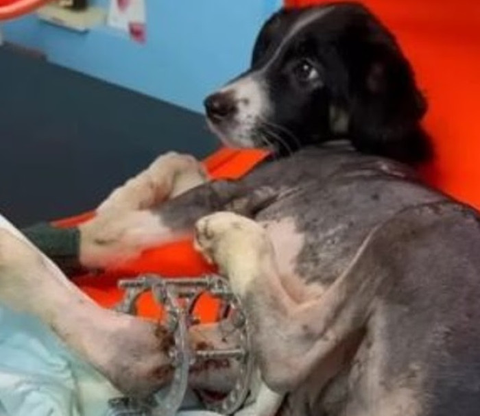 The surgery process was difficult and time-consuming, but everything happened as planned