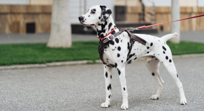 Firehouse and Carriage Dog Names