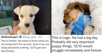 13 Cute Dog Posts That’ll Make You Smile and Make Your Day Super Special
