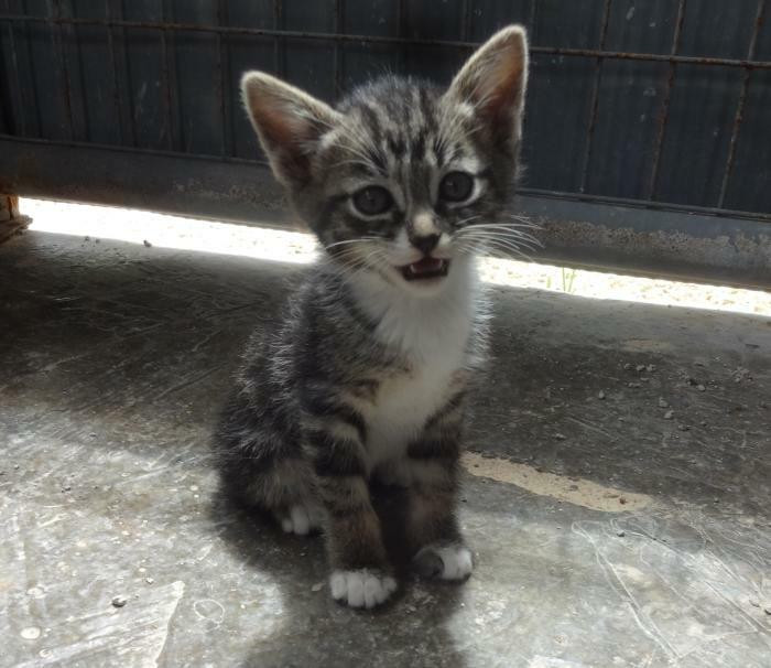 48. "I'm going to adopt this lil guy tomorrow. Name suggestions? :D He is the sole survivor of the litter."