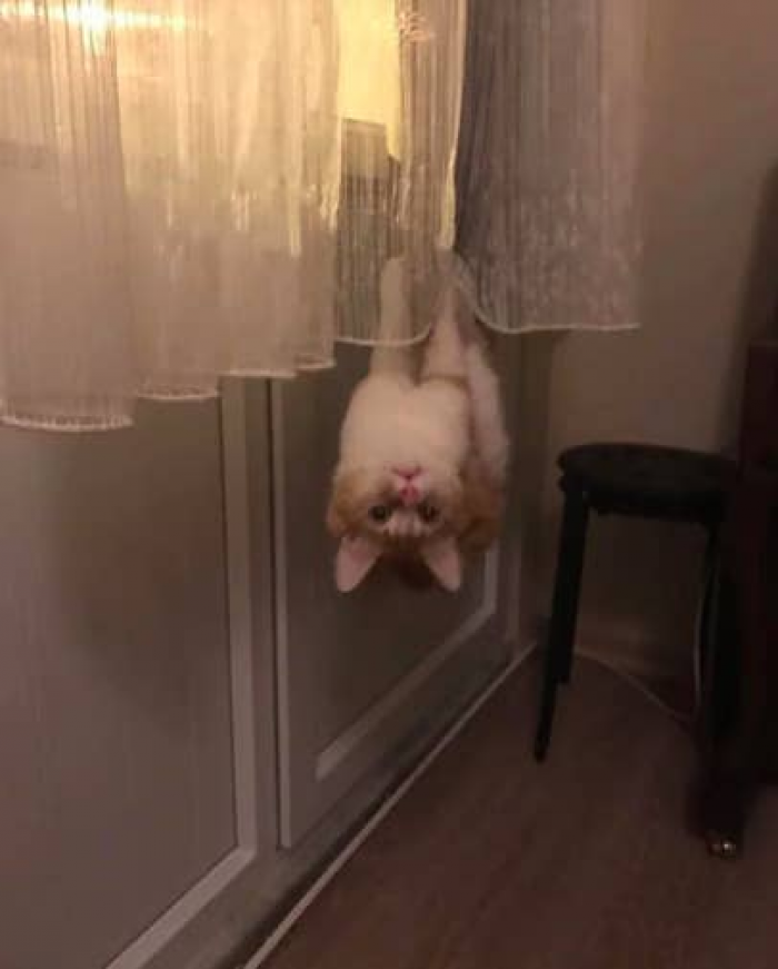 12. Spider Cat, Spider Cat, does whatever a spider can(t?)...