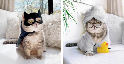 Rescued Cat Becomes An Instagram Star After Modeling Fashionable Outfits So Well And Adorably